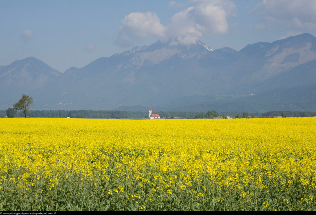 rapeseed field in Brnik with Kamnik Alps in the background, Slovenia.