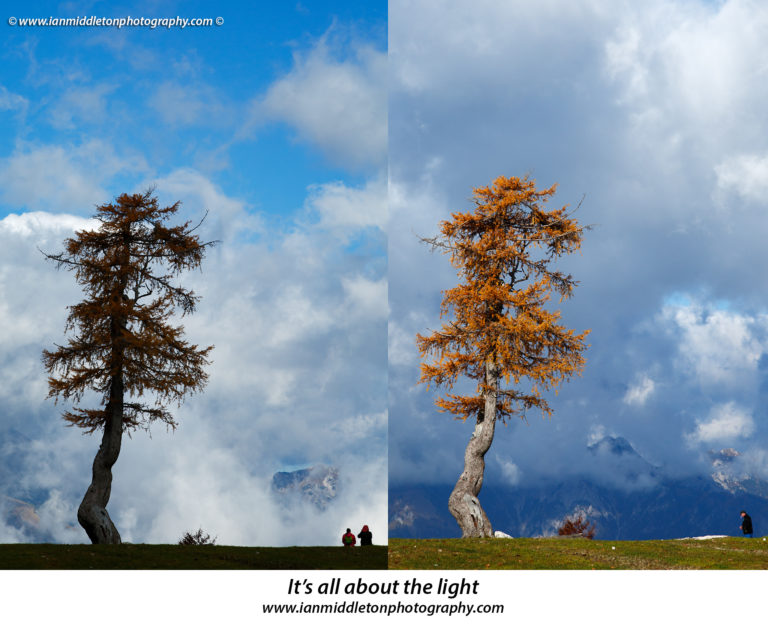 Tree on Vogel Mountain Ski Resort in Autumn with the Julian Alps breaking through the clouds, in the background, Triglav national Park, Slovenia