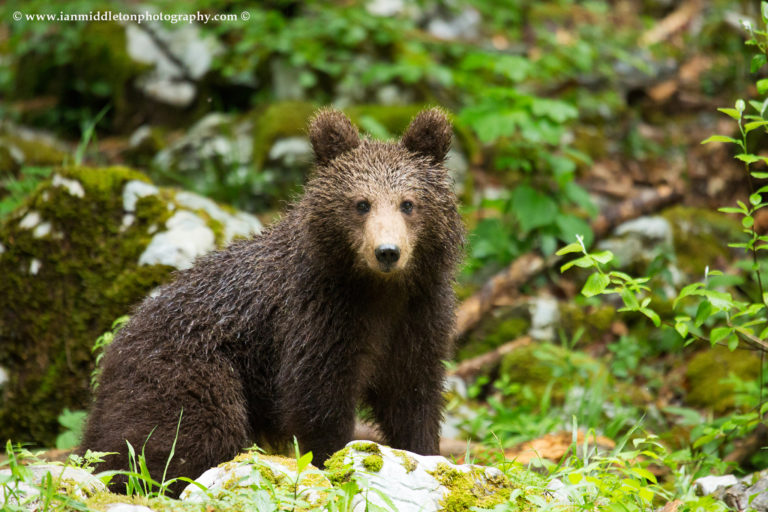 A one year old Brown Bear Cub in the forest in Notranjska, Slovenia.