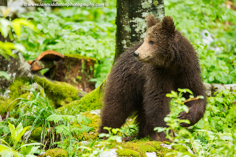 A one year old Brown Bear Cub in the forest in Notranjska, Slovenia.