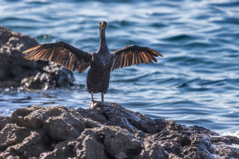 Cormorant on Krk Island