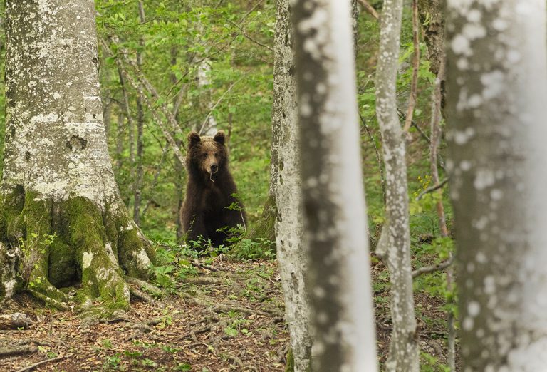 Brown Bear in Slovenia. Photo by Daniel Acevedo.