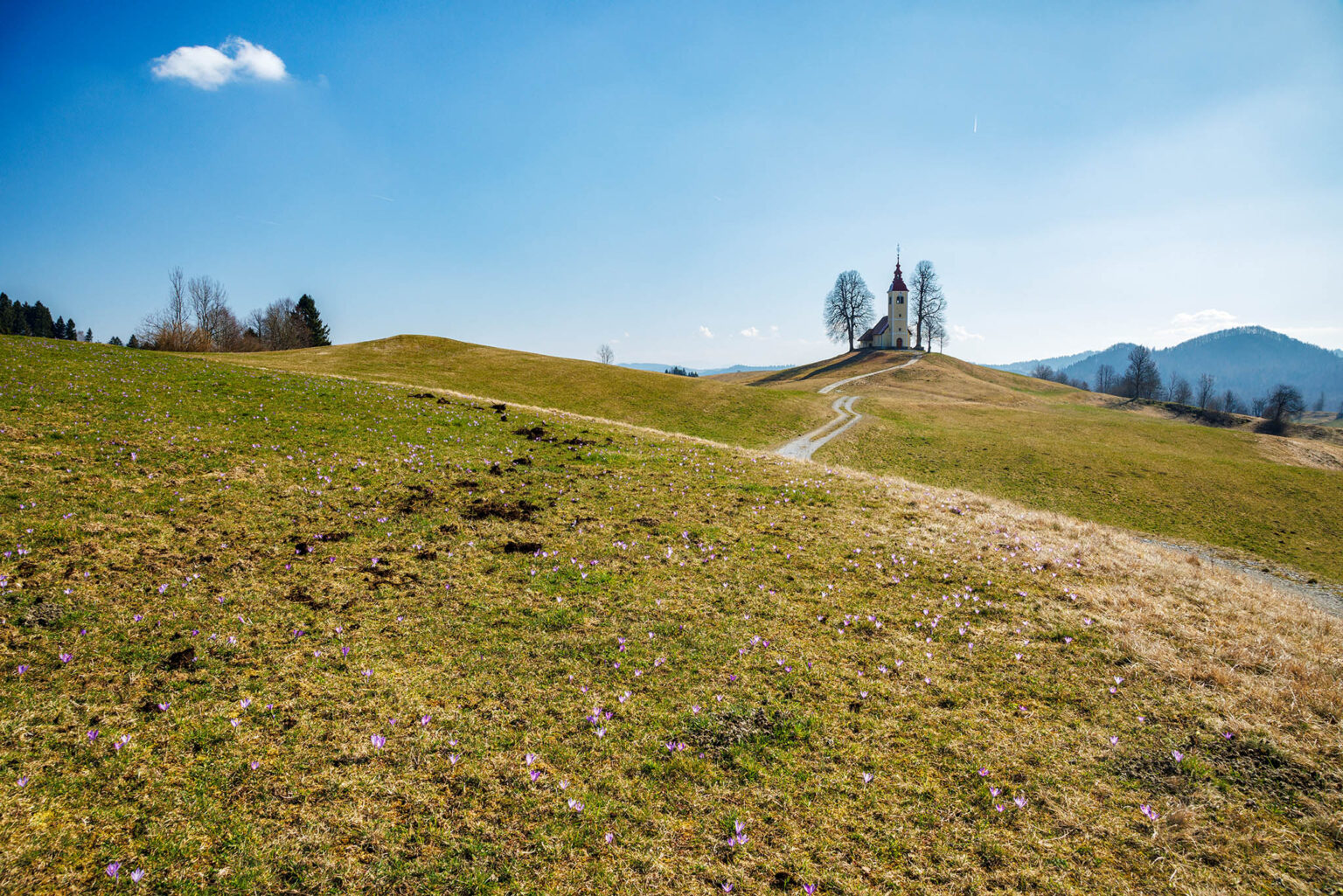 First flowers of spring (crocuses) on the meadow leading up to the church of Saint Thomas, situated in the remote village of Gorenji Vrsnik, Slovenia.